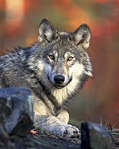 Photograph of a reclining North American wolf looking directly at the photographer