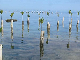 PVC tubes to help spur mangrove growth on Isla de Ratones, 2006
