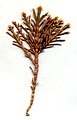 Corallina officinalis sp. (Florideophyceae: Corallinales)