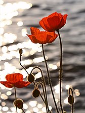 The red poppy flower is worn on Remembrance Day in Commonwealth countries to honor soldiers who died in the First World War.