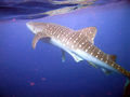 Image 67A whale shark near of the Island of Útila in Honduras (from Flora and fauna of Honduras)