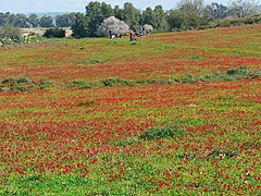 Cánh đồng Anemone coronaria, quốc hoa của Israel