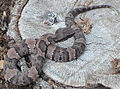 Western Cottonmouth, Agkistrodon piscivorus