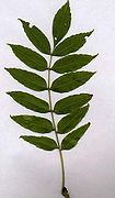 One pinnate leaf of European ash