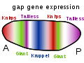 Image 5Gap genes in the fruit fly are switched on by genes such as bicoid, setting up stripes across the embryo which start to pattern the body's segments. (from Evolutionary developmental biology)