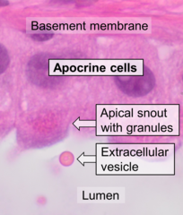 Histology of apocrine cells, H&E stain.