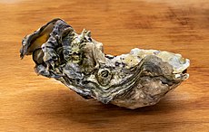 Pacific oyster from Brofjorden on a chopping board in Tuntorp.jpg