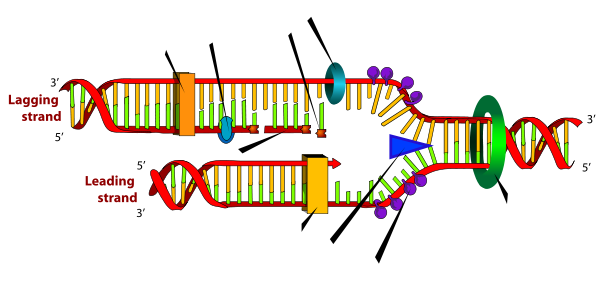 DNA replication blank.svg