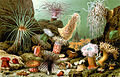 4. Tengerirózsák (vagy tengeri anemónák) (The royal natural history, 1893) (javítás)/(csere)