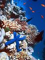 Image 2Coral reefs have a great amount of biodiversity. (from Marine conservation)