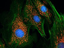 Флуоресцентне зображення ендотеліальних клітин легеневої артерії бика. Синім кольором показані ядра, зеленим – актин, червоним – мітохондрії.