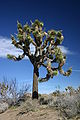 Jozueho strom (Yucca brevifolia) v Národnom parku Joshua Tree v Kalifornii