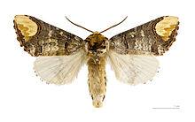 A moth with buff wingtips (Phalera bucephala)