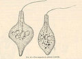 Astasia sp. (Euglenales)