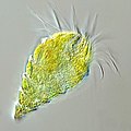 Image 3The oligotrich ciliate has been characterised as the most important herbivore in the ocean (from Marine food web)