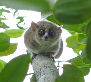 A mouse lemur perched vertically, up-side-down on a branch, looking down at camera.