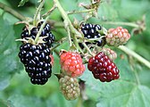 Blackberries belong to any of hundreds of microspecies of the Rubus fruticosus species aggregate.