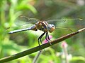 Sardinian Dragonfly