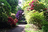 Rhododendrons at Sheringham Park