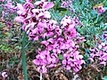 Virgilia oroboides (Cape lilac) mauve flowers