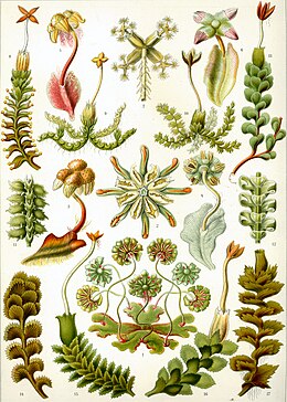 „Hepaticae” Ernst Haeckel Kunstformen der Natur c. művéből, 1904.