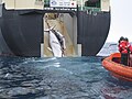 Image 33An adult and sub-adult Minke whale are dragged aboard the Japanese whaling vessel Nisshin Maru. (from Southern Ocean)