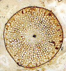 colour image of a cross section of a fossil stem of Rhynia gwynne-vaughanii, a Devonian vascular plant