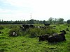 Cattle on Iffley Meadows