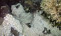 Image 24Dense mass of white crabs at a hydrothermal vent, with stalked barnacles on right (from Habitat)
