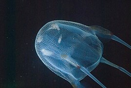Box jellyfish Carybdea branchi (Cubozoa)