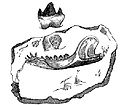 Image 10Illustration of the fossil jaw of the Stonesfield mammal from Gideon Mantell's 1848 Wonders of Geology (from History of paleontology)