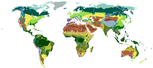 Biomas terrestres clasificados segundo a vexetación.