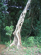 A strangler fig. The supporting tree, now dead, can also be seen. Photo from Kannavam forest