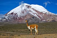 エクアドルの最高峰チンボラソを背後に佇むビクーニャ (Vicugna vicugna) 作者： David Torres Costales (Dabit100)