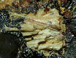 4mm veliký vzorek z lokality Essershausen v Německu