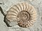 Ammonite Asteroceras.jpg