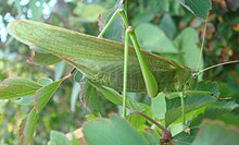У коника зеленого надкрила-тегмени, на відміну від елітр, зберігають помітну неозброєним оком сітку жилок та й крила складаються лише вздовж