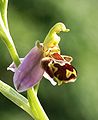 Orchid Ophrys apifera