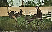 Ostrich-drawn cart carrying a man, circa 1911, Jacksonville, Florida