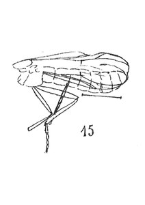 Plecia luteipennis mâle éch R963.
