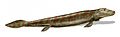 Image 24Tiktaalik, a fish with limb-like fins and a predecessor of tetrapods. Reconstruction from fossils about 375 million years old. (from History of Earth)