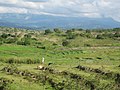 Fields of Baucau area