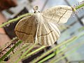 Eusarca confusaria moth trapped by Drosera filiformis