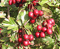 Fruits