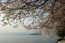 平湖秋月的樱花