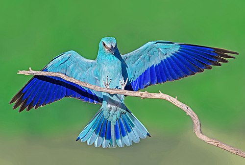 Coracias garrulus - כחל מצוי