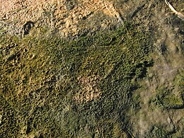 The cyanobacterial-algal mat, salty lake on the White Sea seaside