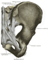 Articulations of pelvis. Posterior view.