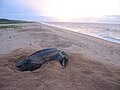 Image 27Leatherback sea turtle on the beach near the village of Galibi (from Suriname)