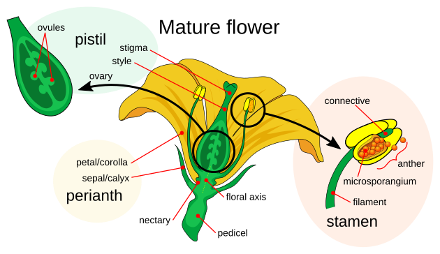 Diagram of flower structure, with arrows pointing to major components